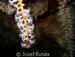 Octocoral polyps,Five graves,Makena,Maui,canon SD750 macr... by Jozef Butala 